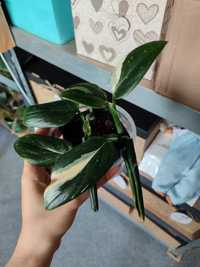 Philodendron silver sword, cobra REZERWACJA