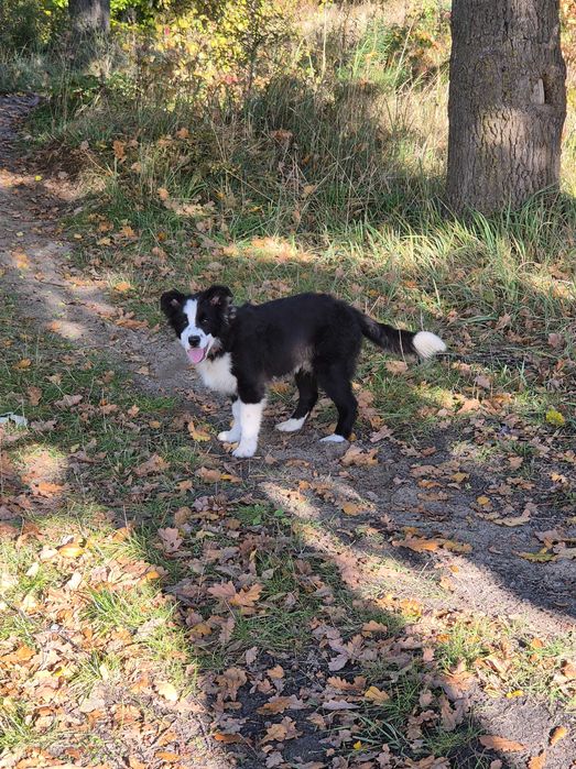 Piesek Border Collie ZKwP/FCI