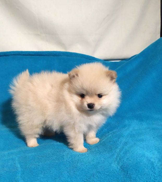 Мазушка -веселушка