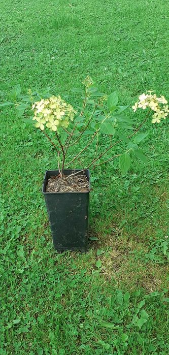 Krzewuszka, Dereń, Tawuła, Bez, Forsycja, Trzmielina, Tamaryszek,