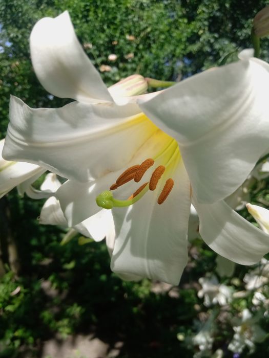 Лілія, хризантема, очиток, брунера