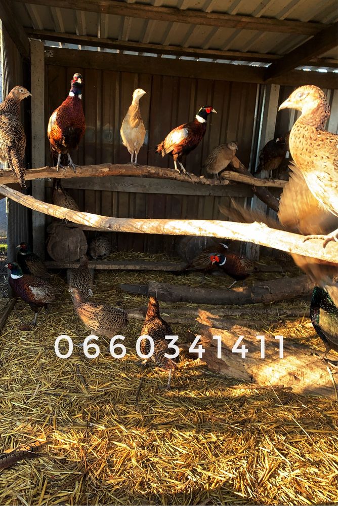 Продам фазанов
