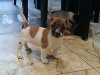 Szczenię Jack Russell terrier z metryką