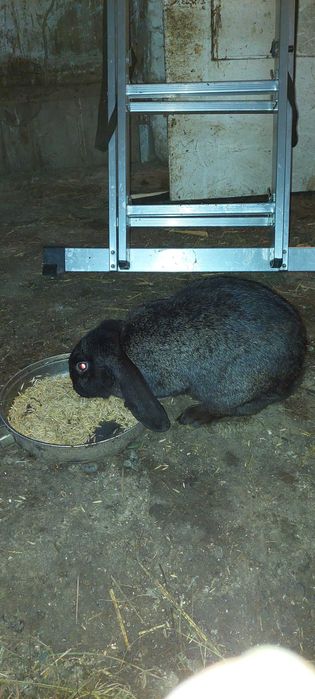 Króliki samce i samice