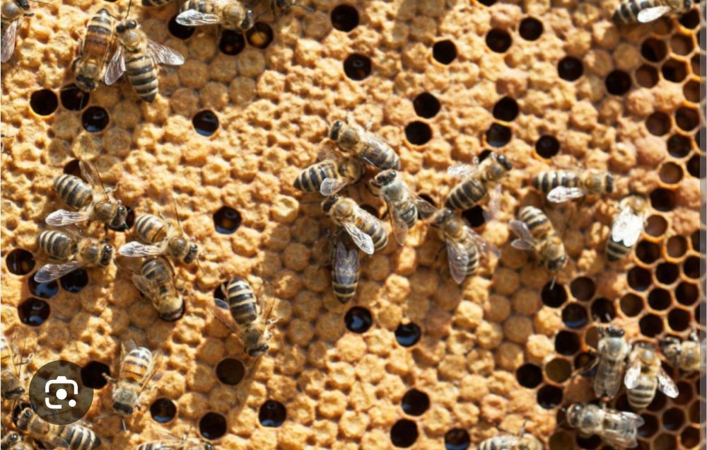 Продаю відводки різної комплектації та бджолосімʼї на 2026 рік