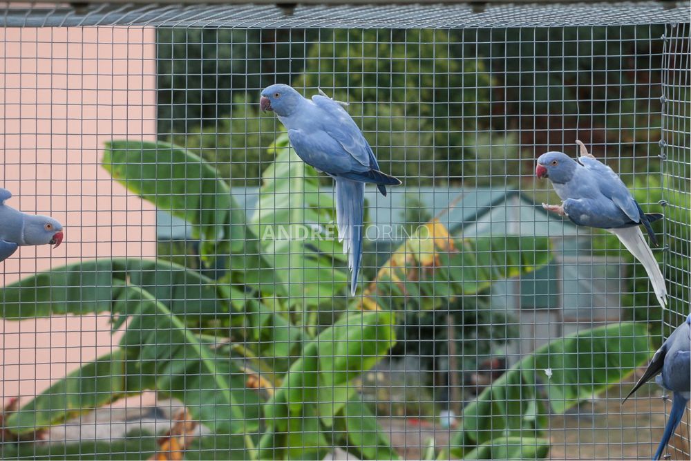 Ringneks CC Cleartail - 2025