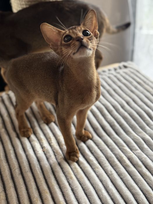 Abisyński rodowodowy dziewczynka