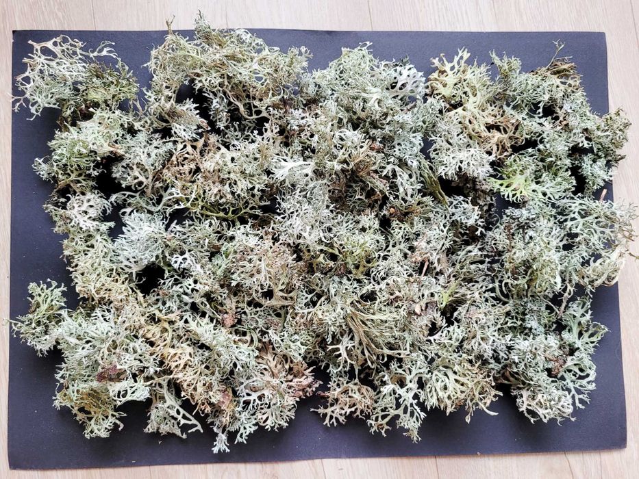 gałązki z mchem i szyszki, mech z szyszkami artykuły plastyczne