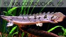 Wielopłetwiec pancerny - Polypterus delhezi