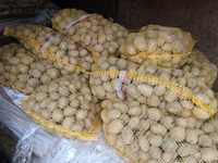Soraya Ignacy drobne  ziemniaki