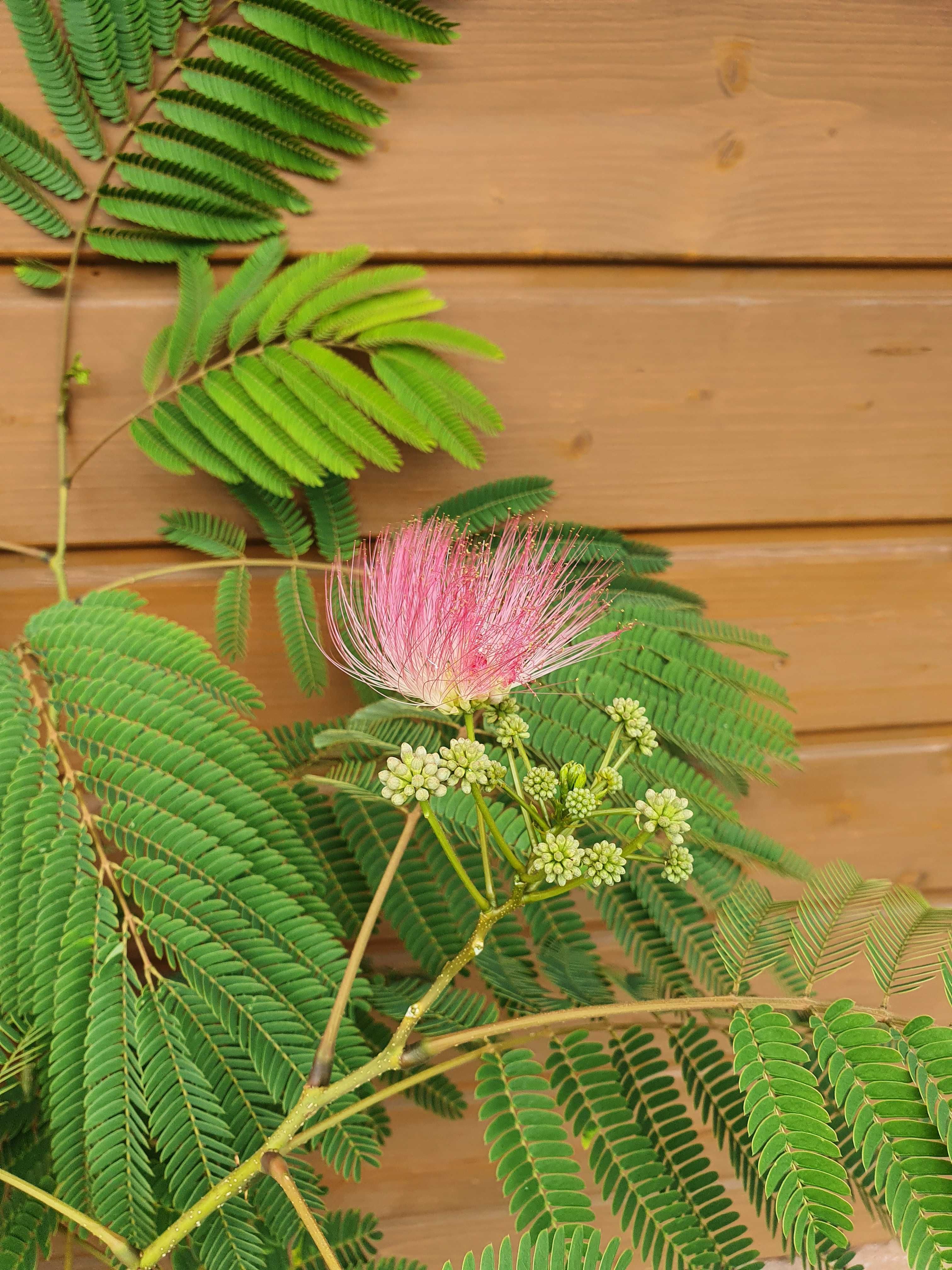 Albicja, Jedwabne drzewko, Albizia, Krzewy ozdobne