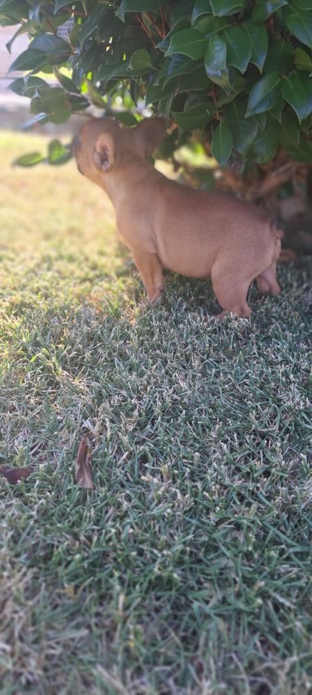 Bulldog francês macho red fawn
