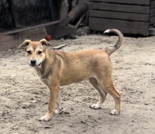 Красивая собака Ласка