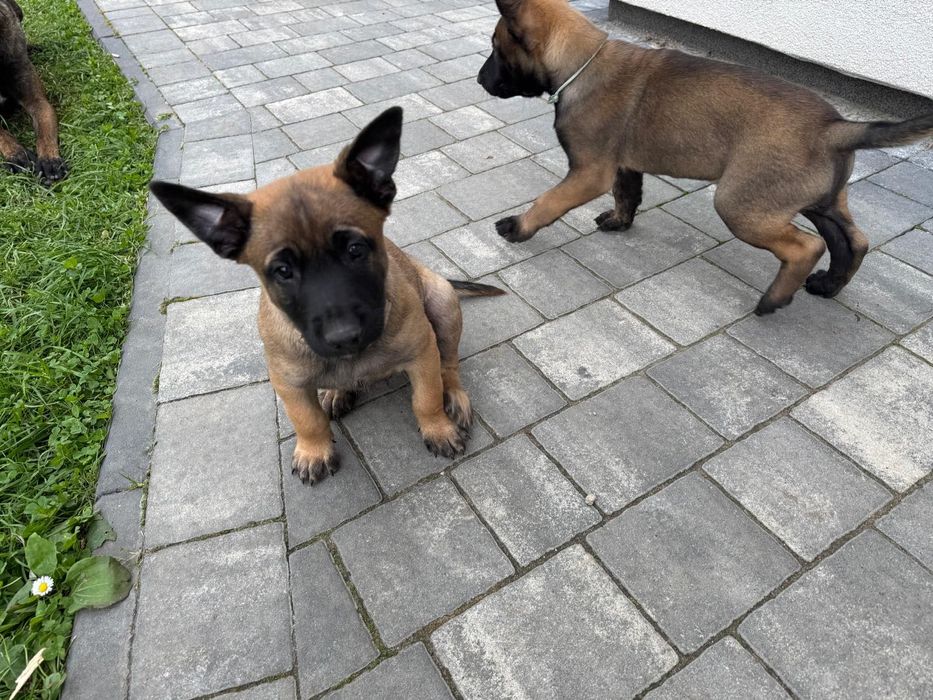 Szczeniak Owczarek Belgijski Malinois FCI
