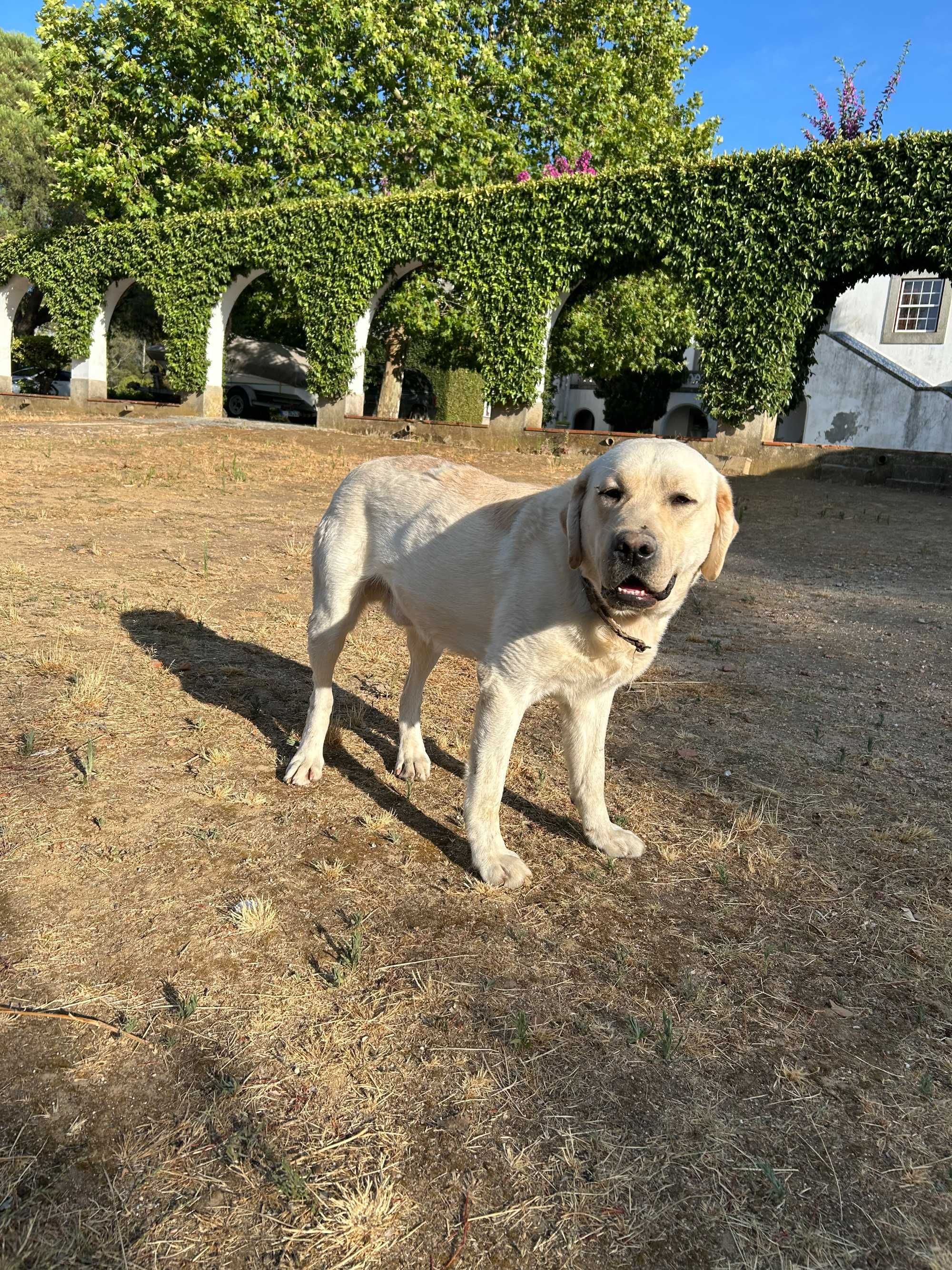 Cão labrador Retriver com 1 ano