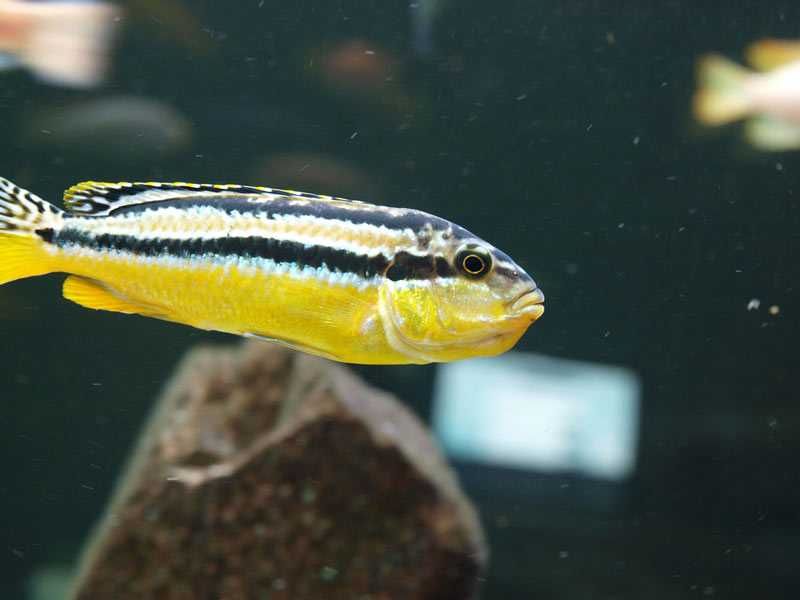 Melanochromis auratus, Pyszczak złocisty, malawi , wysyłka