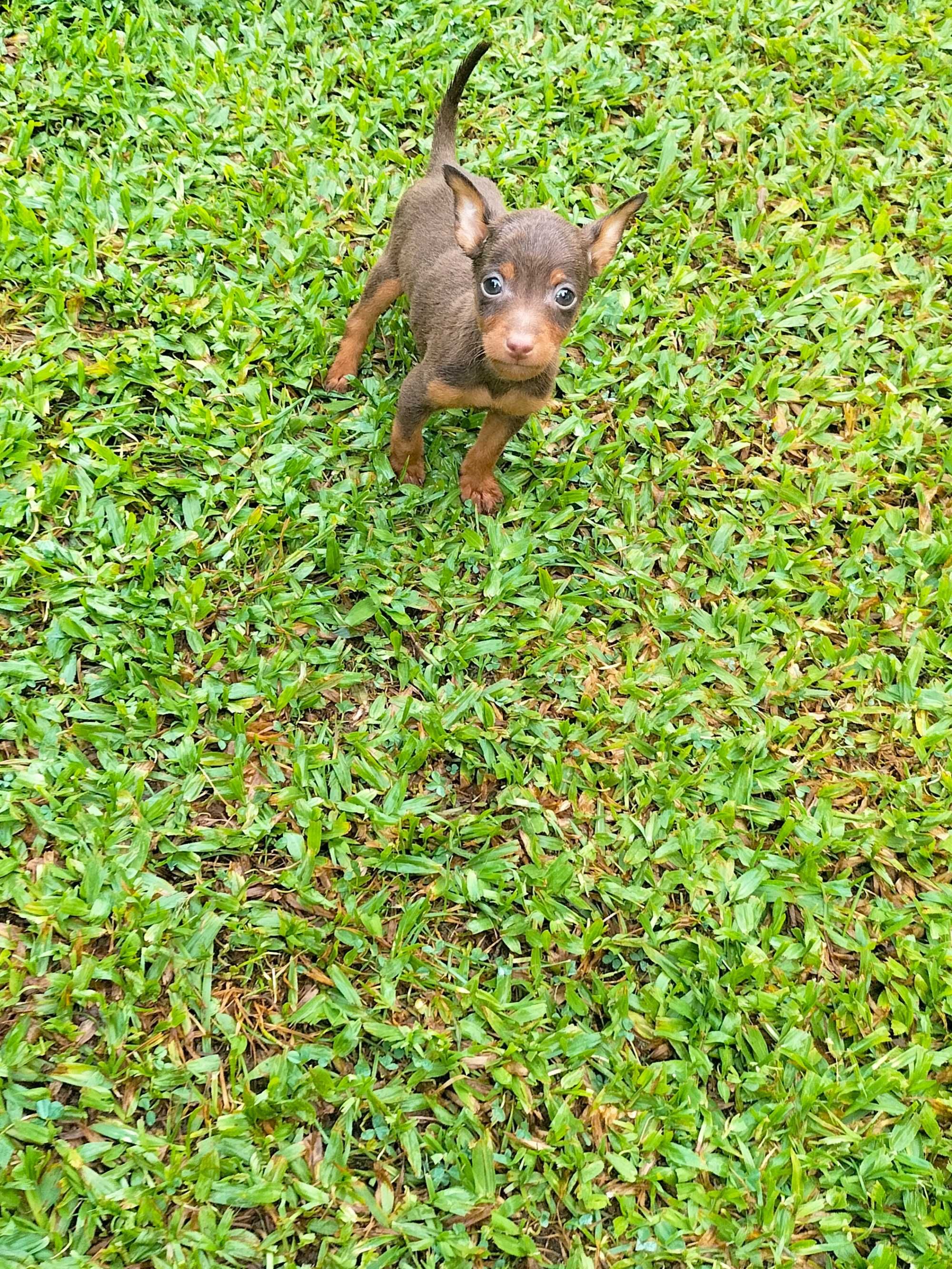 Pinscher chocolate macho