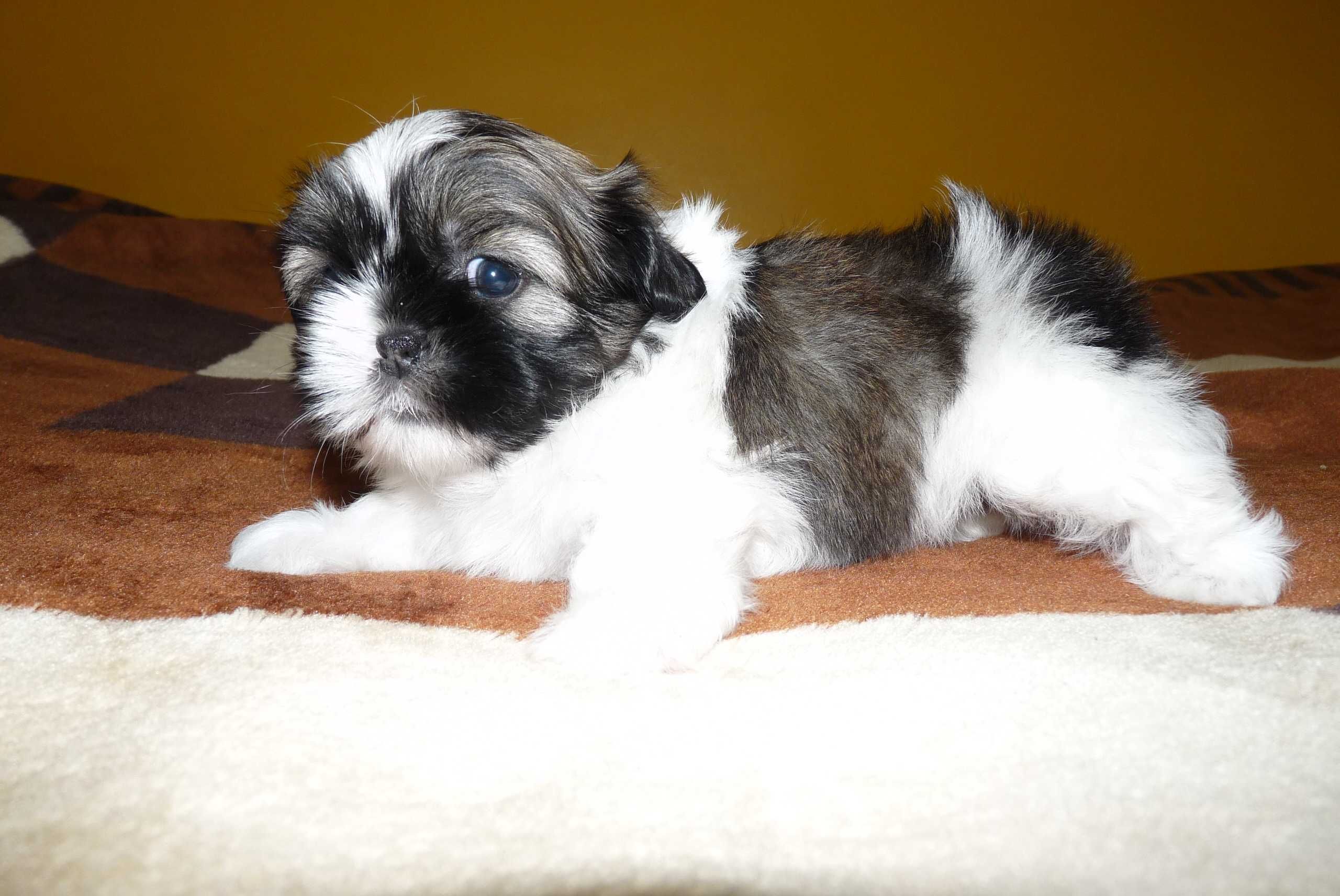 Shih Tzu, suczka Wiki do odbioru od 15 sierpnia.