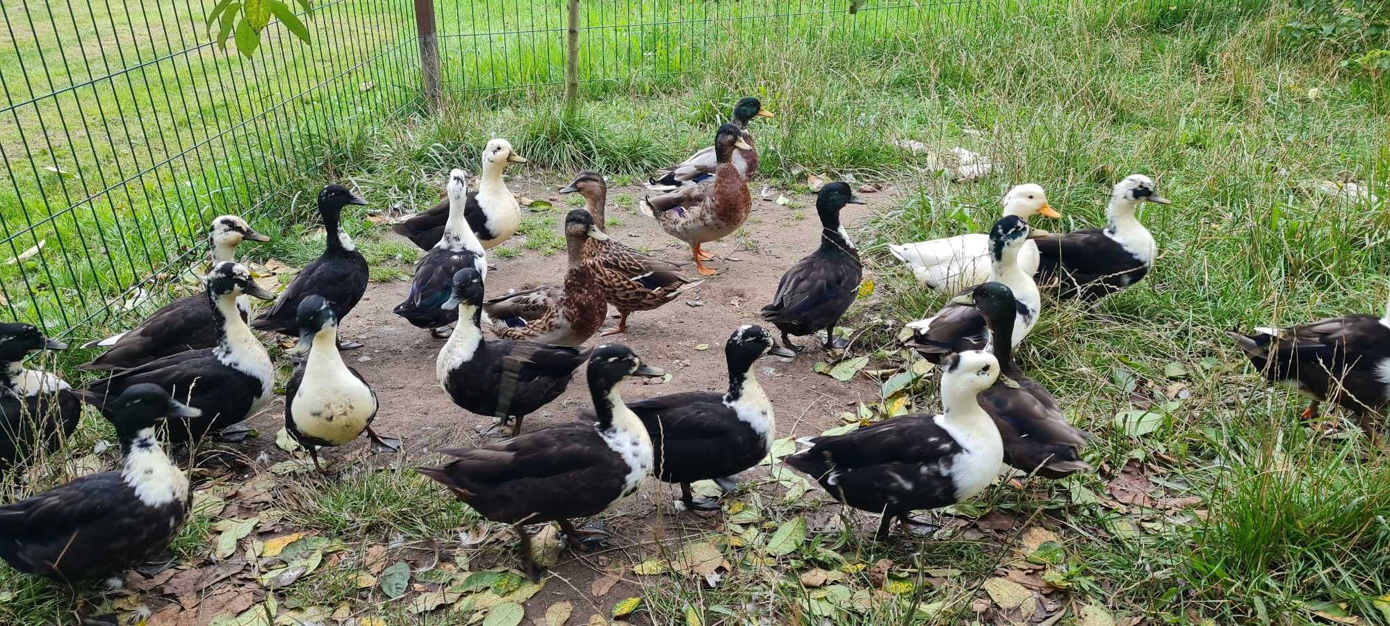 Kaczki Cull duck