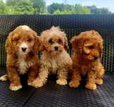 * MALTIPOO ** "Hybryda Pudel Toy & Maltańczyk" SUCZKI