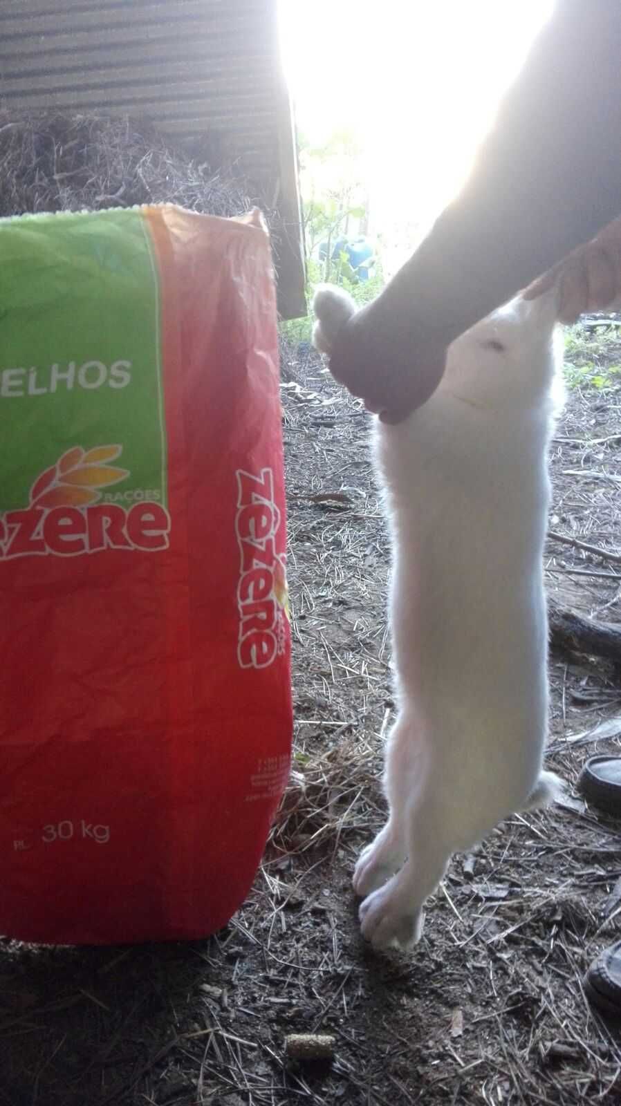 coelhos gigantes