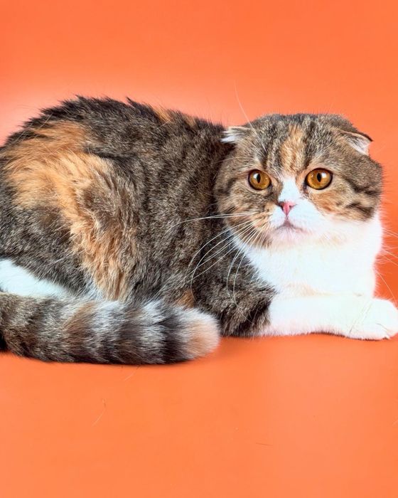 Фолд, красивая шотландская кошечка.