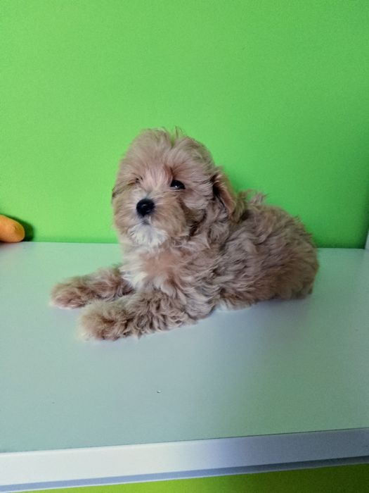 Maltipoo  Piesek!!!