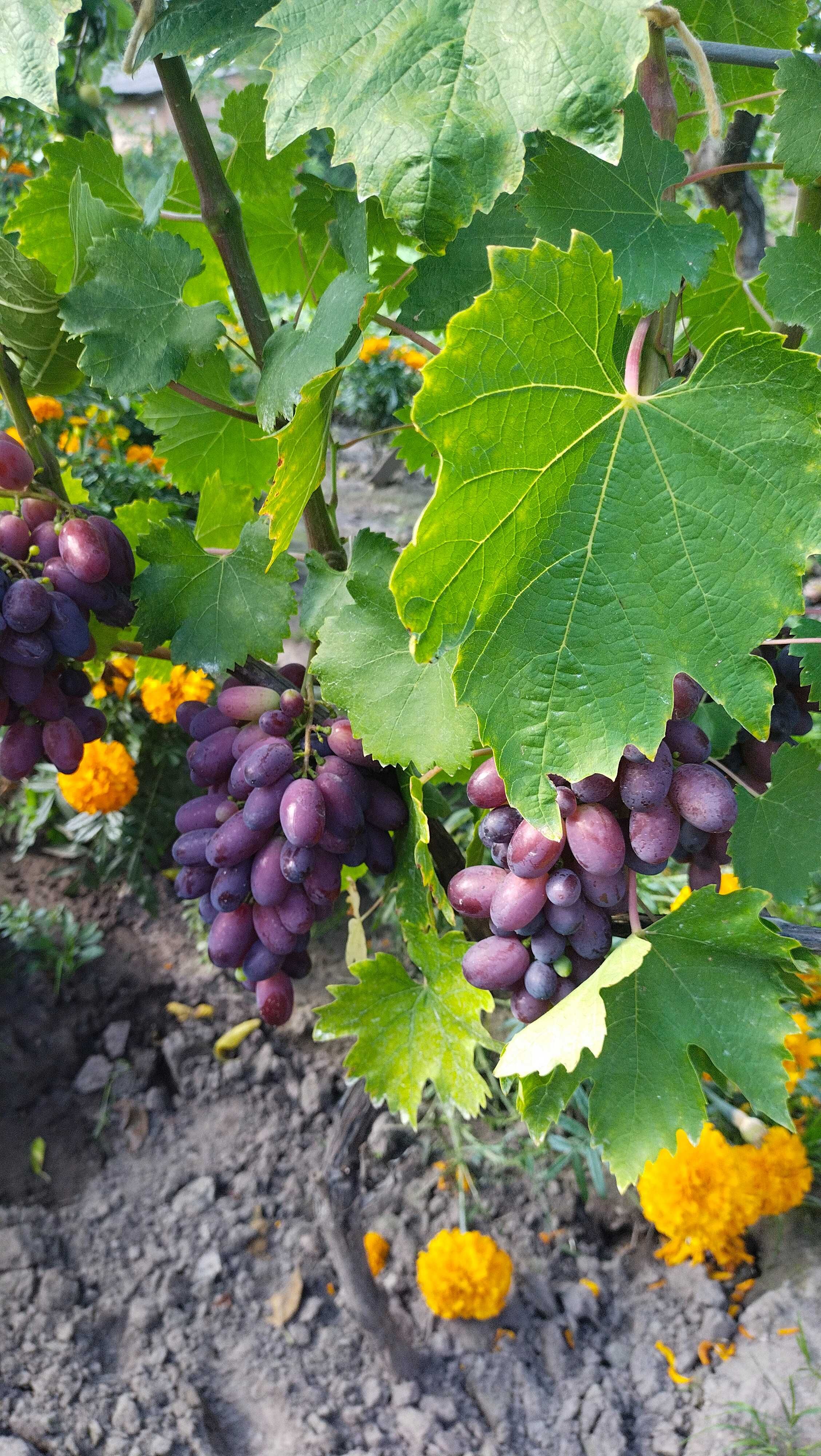 Вегетуючі саджанці винограду