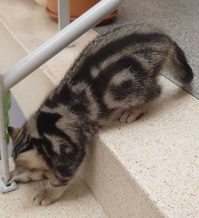 Gato Persa exótinho