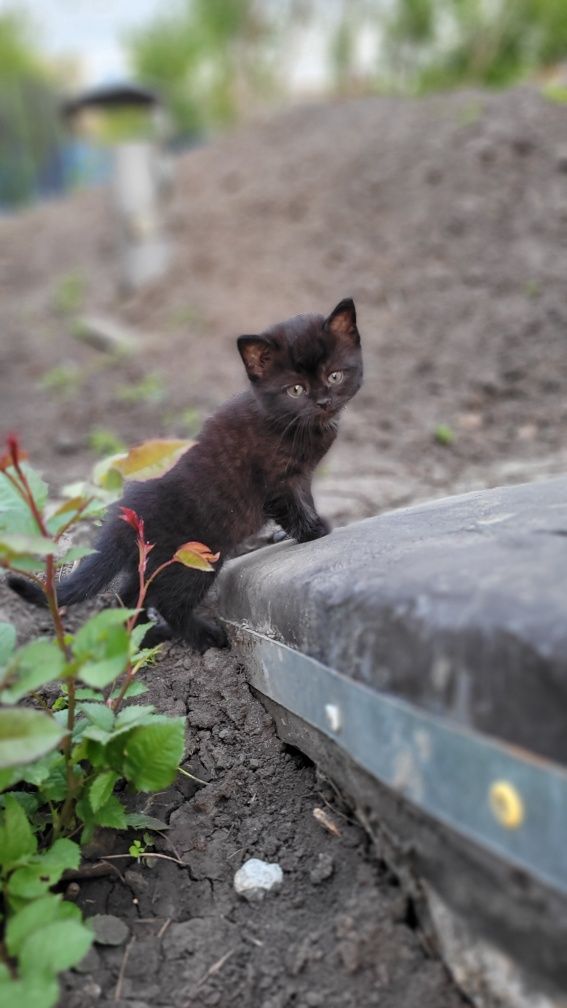 Кошенята в добрі руки