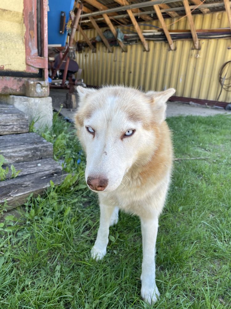 Віддам безкоштовно