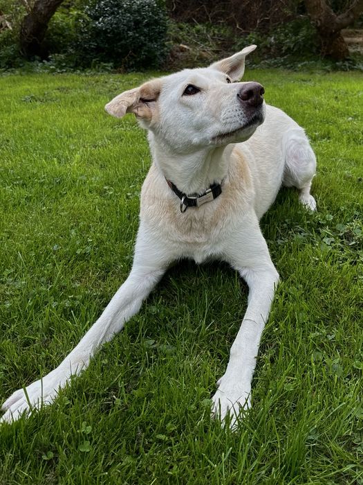 Pilnie oddam psa w dobre ręce