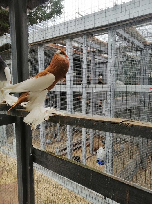 Garłacz garłacze siodłaty łapciaty czeski