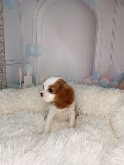 Cavalier King Charles Spaniel Pies