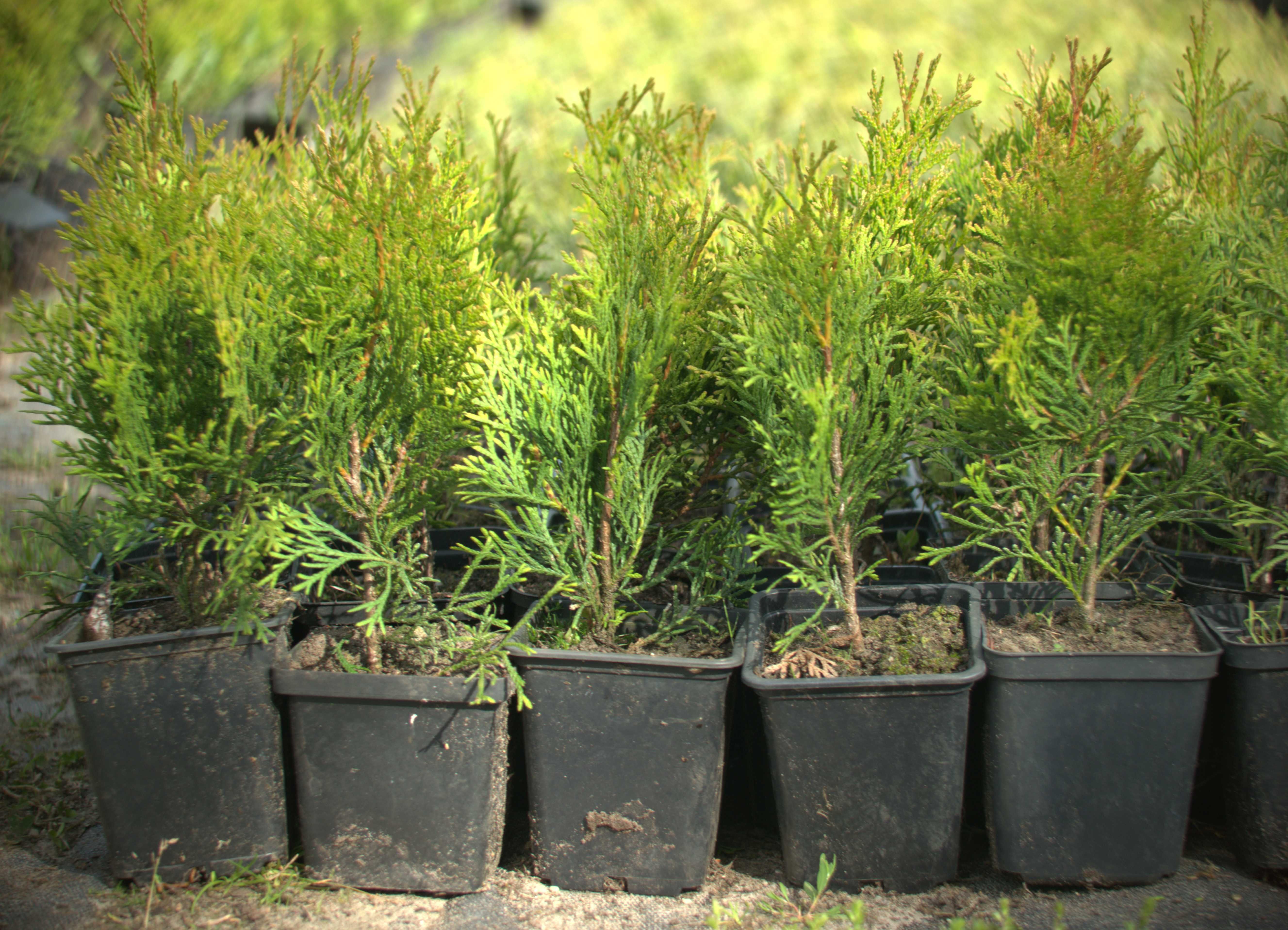 Thuja tuja szmaragd smaragd 20  25 cm p9