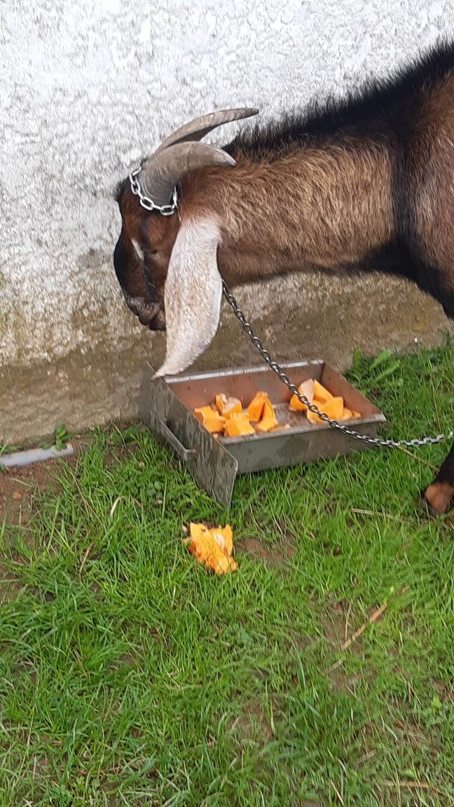 Vendo cabrito ângulo nuviano puro com 2 anos