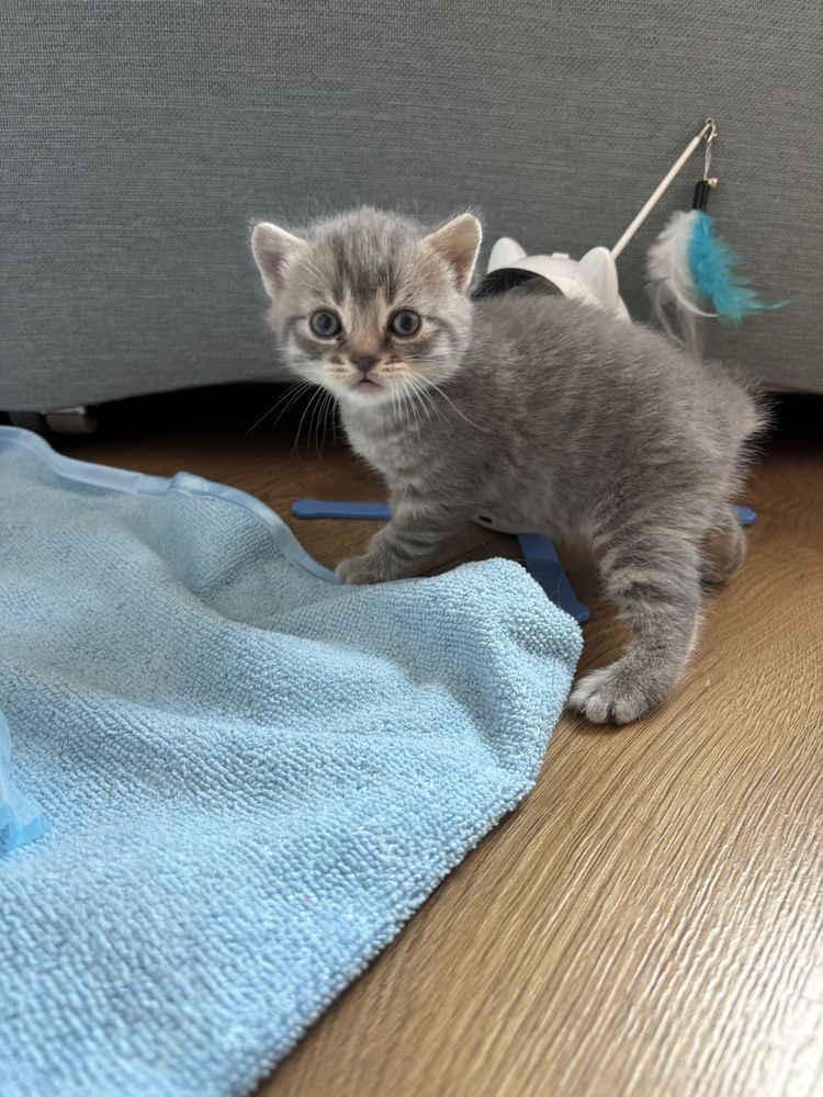 kocięta  Scottish Fold / Scottish Straight 2kotki i 3 kocurki!