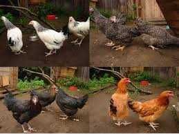 Kury z wolnego wybiegu ! Nioski Rossa Messa Leghorn Dominant ! Dowóz !