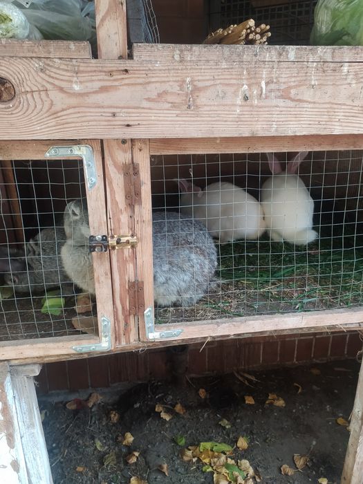 Продам кроликів 3.5 місяців і крольчиха доросла