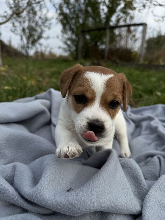 Джек Рассел Тер’єр