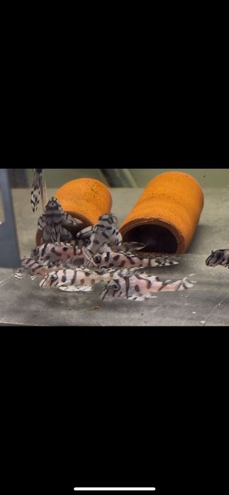 Hypancistrus l 236 super white zbrojnik 4+