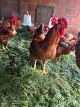 Galos vivos a 7€ kg