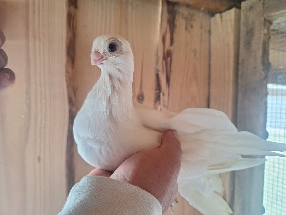 Gołębie zamojskie likwidacja hodowli