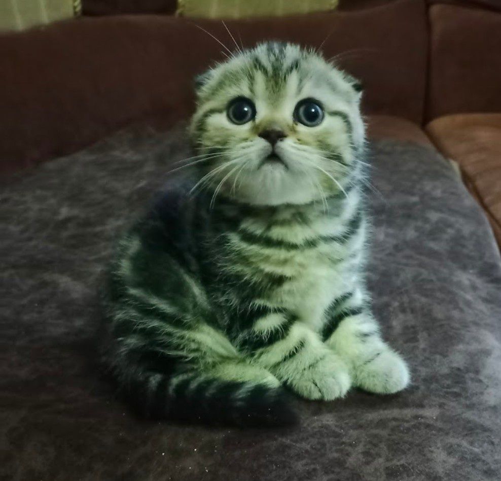 Продам мраморных котят.
