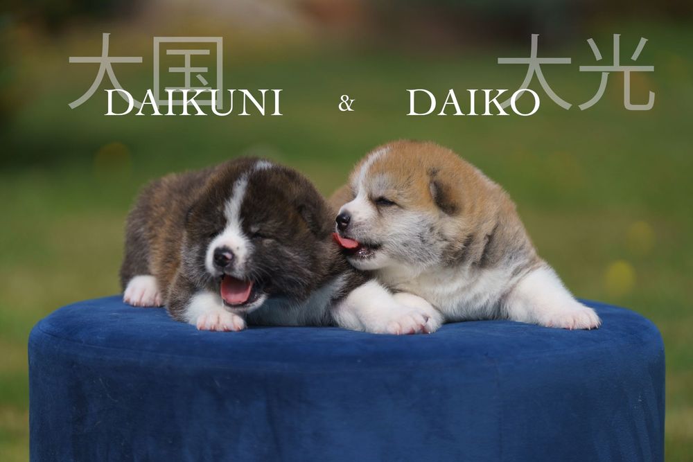 Akita, Akita Inu ZKwP FCI