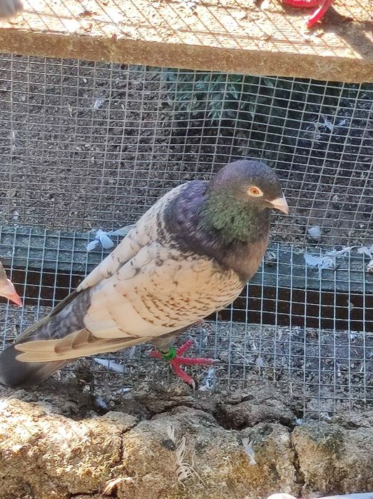 Gołębie pocztowe opal Fril