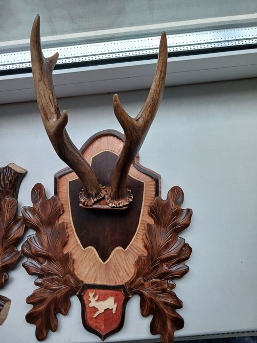 Продам роги косулі на підставці