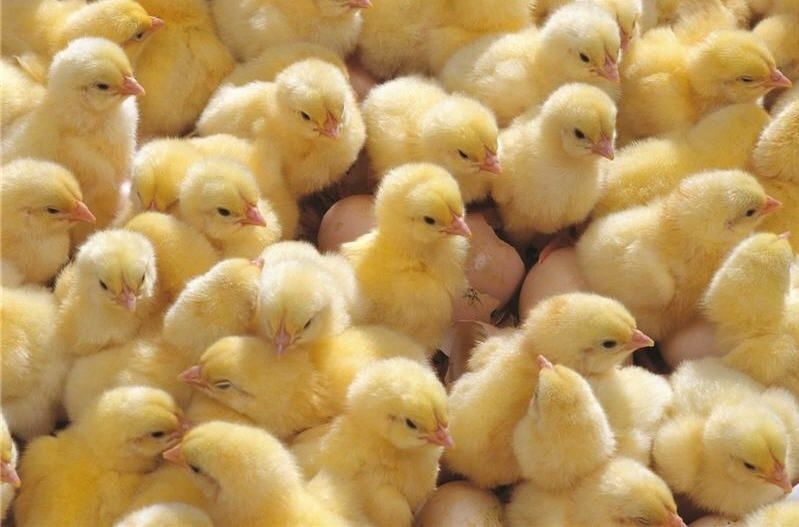 Добові півники півні Петушки Ломан Браун є Курочки несушки курчата