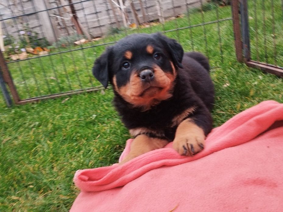 Rottweiler - piesek samiec
