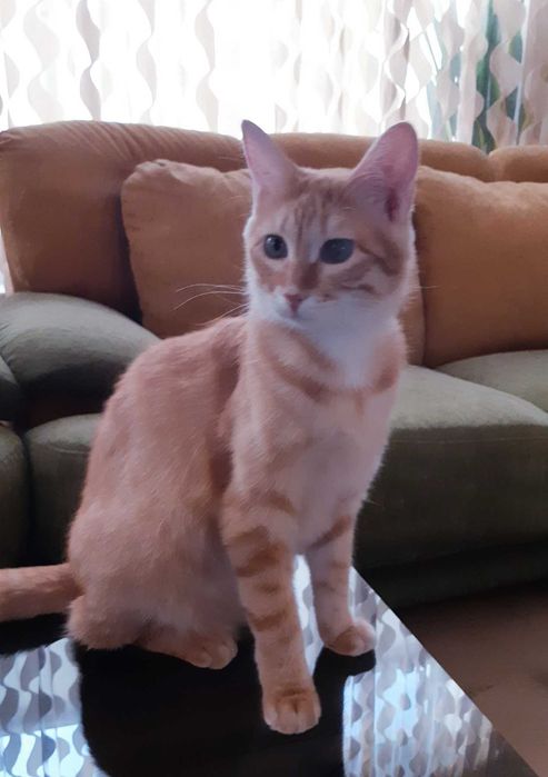 Отдам в добрые руки кошечку Хани